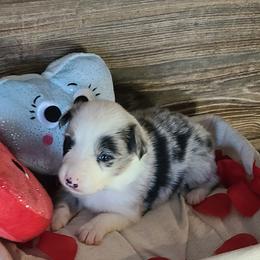 Border Collies from The George's dogs and puppies