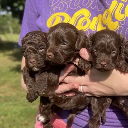 Cockapoos from Windy Pines Farm