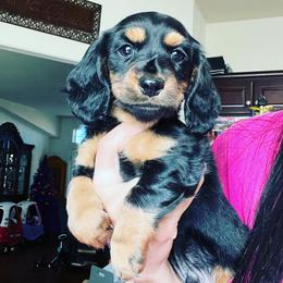 Dachshund Puppies from Dachshund Family Love Breeders