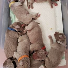Weimaraner Puppies from LAAT Weims