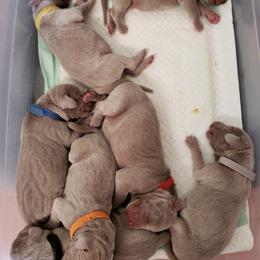 Weimaraner Puppies from LAAT Weims