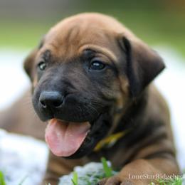 Bruno - Rd whtn blk nose male Rhodesian Ridgeback puppy in Round Rock, Texas from Lone Star Ridgebacks