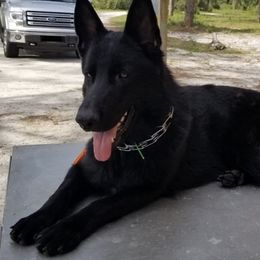 German Shepherds from Dogmaster