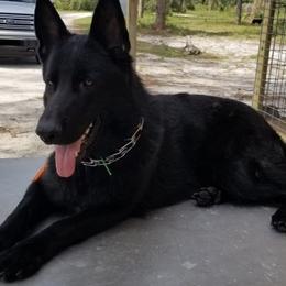 German Shepherds from Dogmaster