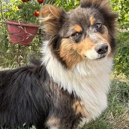 American Corgis and Pembroke Welsh Corgis from Martinez Corgis