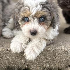 Monica - female Australian Mountain Doodle puppy in Lincoln, Nebraska from GRand Doodles