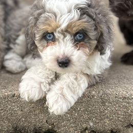Monica - female Australian Mountain Doodle puppy in Lincoln, Nebraska from GRand Doodles