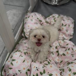 Cicada Wing - White male Shih Tzu puppy in Cedar Hill, Texas from Puppy Paper House