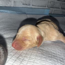 Girl 1 - female Dachshund puppy in Atwater, California from Jes & 3 weens