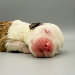 L.C. - Brown and white male Sheepadoodle puppy in Chattanooga, Tennessee from River City Doodles TN
