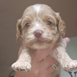 Light Pink Female - Buff and white female Cockapoo puppy in Mocksville, North Carolina from Hunting Creek Farms