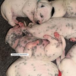 Dalmatian Puppies from Glasscock Dalmatians