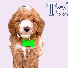 Tokyo - Red Cavapoo puppy in Miami, Florida from 305.doods