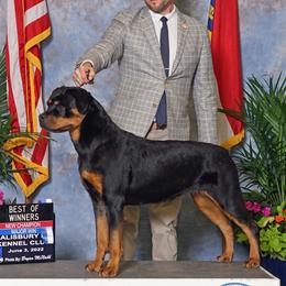Rottweiler puppies from Von Gogginhaus Rottweilers