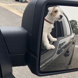 Jack Russell Terrier Puppies from Huckle Hill Jack Russell Terriers