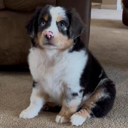 Beulah - Blue merle female Miniature Australian Shepherd puppy in Geary, Oklahoma from Helm Farms Aussies