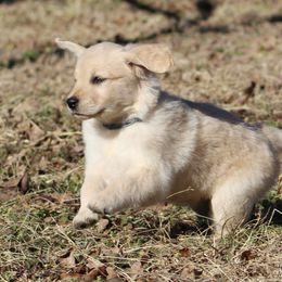 Golden Retriever Puppies from Golden Barnes Kennel