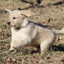 Golden Retriever Puppies from Golden Barnes Kennel