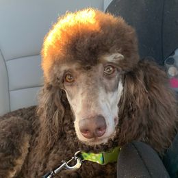 Symphony  - Poodle