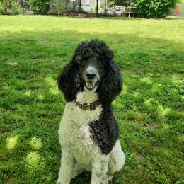 Poodle All Grown Up from Gypsy Moon's Legacy