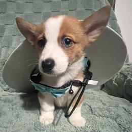 Milo - Red male Pembroke Welsh Corgi puppy in New Waverly, Texas from Corgie & Cream Paradise