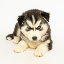 Frodo - Black and white male Siberian Husky puppy in Meadow Vista, California from Thistle Hill Canine
