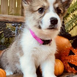American Corgi and Pembroke Welsh Corgi Puppies from Cascadian Space Coast Corgis LLC