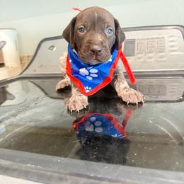 Black Collar - Liver roan male German Shorthaired Pointer puppy in Axtell, Texas from Texas German Shorthaired Pointers