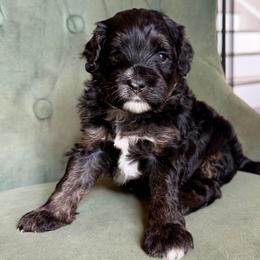 Mickey - Black phantom male Aussiedoodle puppy in Jackson, Tennessee from Dinah Doodles and Aussies