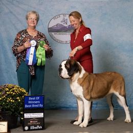 Melody - Saint Bernard