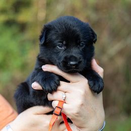 Ravyn - Black female German Shepherd puppy in Hammond, Louisiana from Von LaMarca German Shepherds