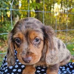 Choco - Dapple male Dachshund puppy in Utica, Ohio from Poodle Me Crazy