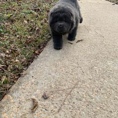 Chow Chow Puppies from Darling Chows