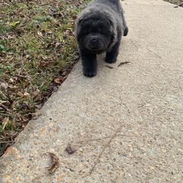 Chow Chow Puppies from Darling Chows