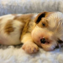 Cavalier King Charles Spaniel and Old Time Scotch Collie Puppies from Pleasant Meadows
