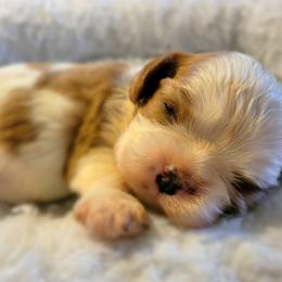 Cavalier King Charles Spaniel and Old Time Scotch Collie Puppies from Pleasant Meadows