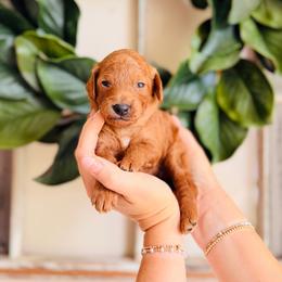 Savannah - Red  female Goldendoodle puppy in Elizabethtown, Kentucky from Reddy Poodles & Doodles