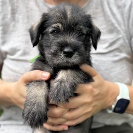 Melon - Light green collar - NATURAL boy - Pepper and salt male Standard Schnauzer puppy in Mamaroneck, New York from Harbor Hill Standard Schnauzers
