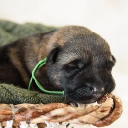 German Shepherd Puppies from Platz German Shepherds