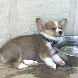 French Bulldog and Pembroke Welsh Corgi Puppies from McFadden's Corgis and Frenchies