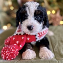 Ali - Tri-color female Bernedoodle puppy in Royse City, Texas from Platinum Bernedoodles of Texas