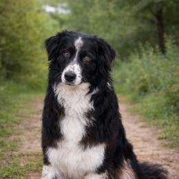 Mila - Miniature Australian Shepherd
