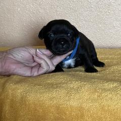 Boy 2 - Brindle male Staffordshire Bull Terrier puppy in Lincoln, California from J Jax Staffords