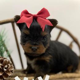 Remi Faith Hollenbeck-Knapp - Black and tan female Yorkshire Terrier puppy in Hastings, Nebraska from Promise Land Pets