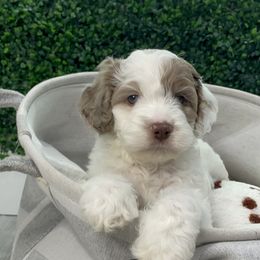 Cockapoo Puppies from Doodle Corner