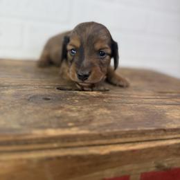 Calder - Dapple male Dachshund puppy in Squires, Missouri from Hudson’s Hounds