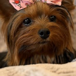 Jazzy - Yorkshire Terrier