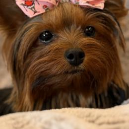 Jazzy - Yorkshire Terrier