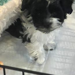 Onyx - Black and white male Havanese puppy in Kansas City Mo, Missouri from My Heavenly Havanese Puppies