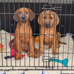 Rhodesian Ridgeback Puppies from Supernova Ridgebacks